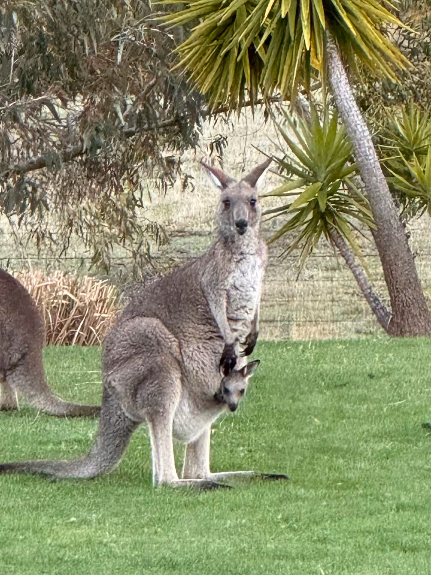 Eastern grey kangaroo with a joey grazing on the lawn